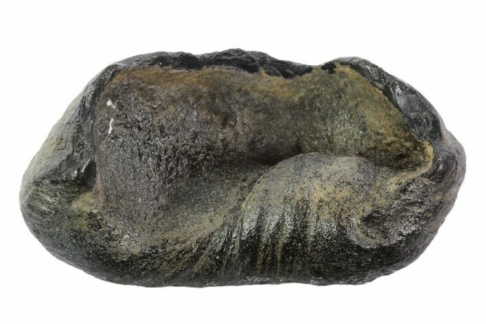 Fossil Whale Ear Bone - Miocene #95730